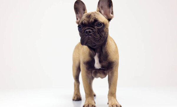 A cute french bulldog puppy