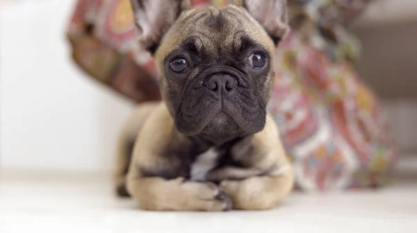 Um filhote de cachorro bulldog francês bonito — Fotografia de Stock