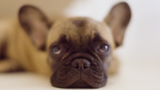 Anjing bulldog Perancis yang lucu — Stok Video