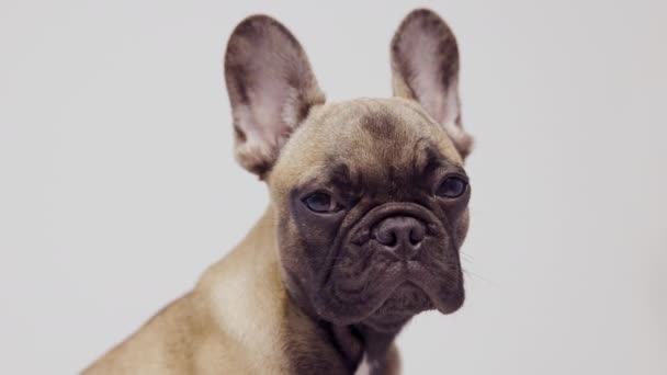 A cute french bulldog puppy — Stock Video