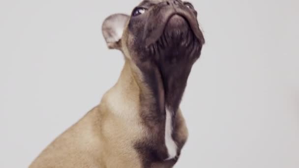 一只可爱的法国斗牛犬 — 图库视频影像