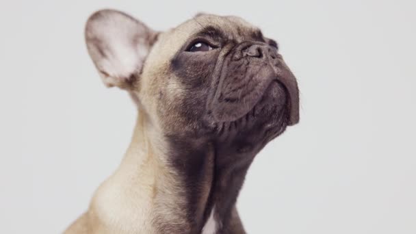 Um filhote de cachorro bulldog francês bonito — Vídeo de Stock