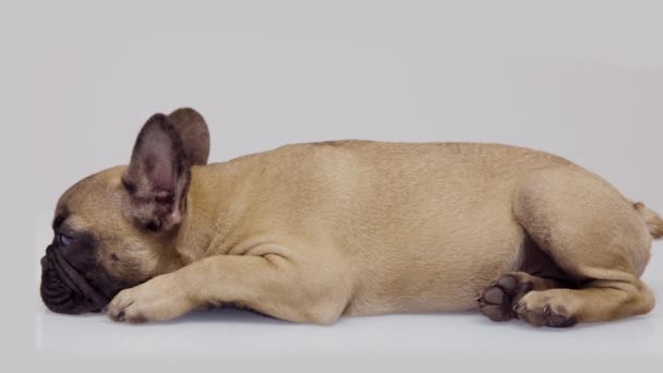 Un joli bouledogue français chiot — Video