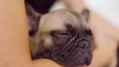 Sevimli bir Fransız bulldog köpeği tutuluyor.