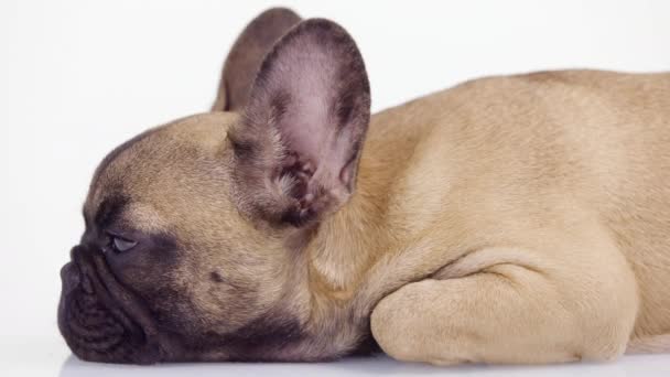 Un joli bouledogue français chiot — Video