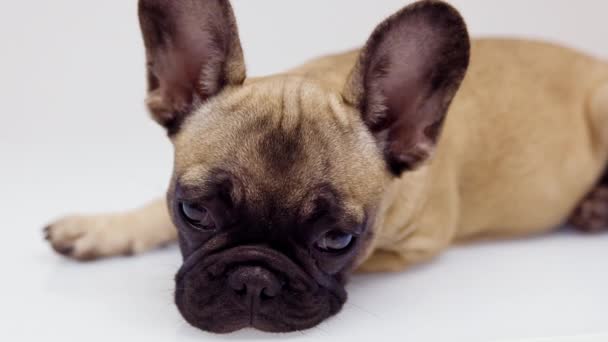 Un lindo bulldog francés cachorro — Vídeos de Stock