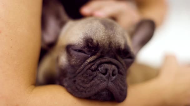 Un lindo bulldog francés cachorro que se celebra — Vídeos de Stock