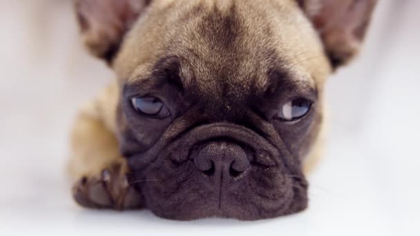 かわいいフランスのブルドッグ子犬 — ストック動画