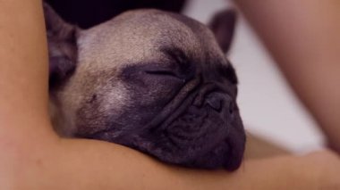 Sevimli bir Fransız bulldog köpeği tutuluyor.