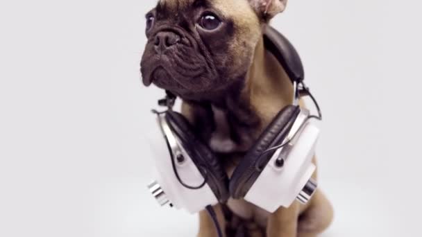 Un lindo bulldog francés cachorro con auriculares — Vídeos de Stock