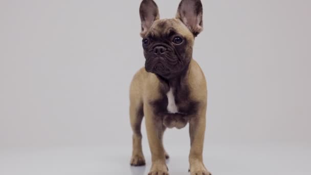 Een schattige franse bulldog puppy — Stockvideo