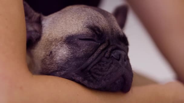 Seekor anjing bulldog Perancis lucu sedang diadakan — Stok Video