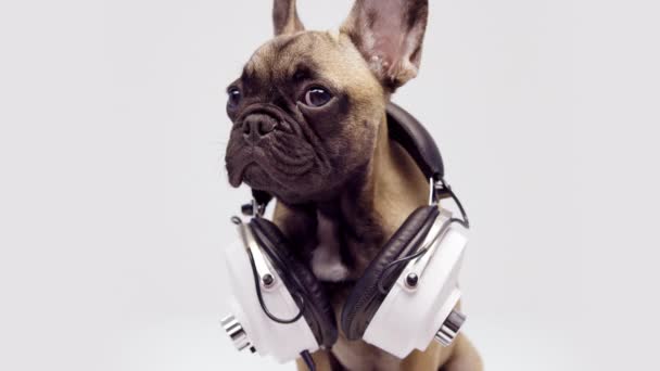 Un lindo bulldog francés cachorro con auriculares — Vídeo de stock