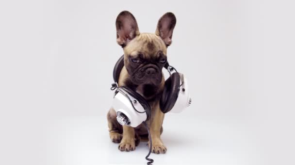 Un lindo bulldog francés cachorro con auriculares — Vídeos de Stock