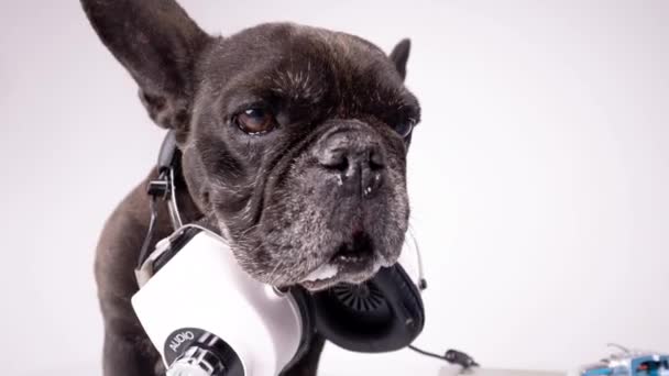Eine französische Bulldogge mit Kopfhörer — Stockvideo