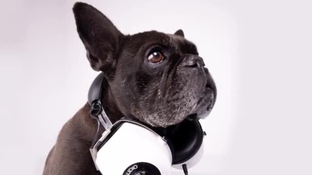 Um bulldog francês com fones de ouvido — Vídeo de Stock