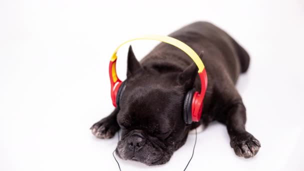 Um bulldog francês com fones de ouvido — Vídeo de Stock
