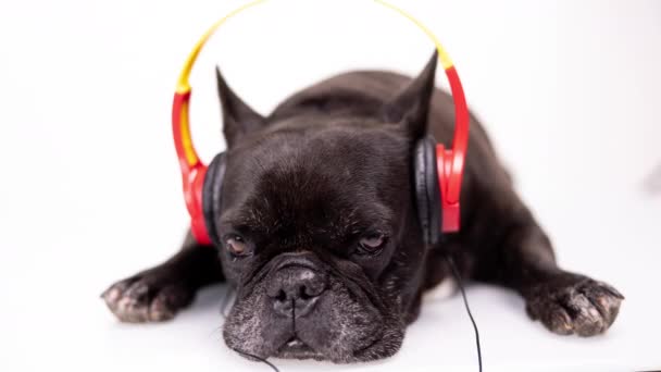 Um bulldog francês com fones de ouvido — Vídeo de Stock