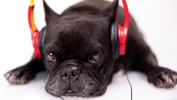 Um bulldog francês com fones de ouvido — Vídeo de Stock