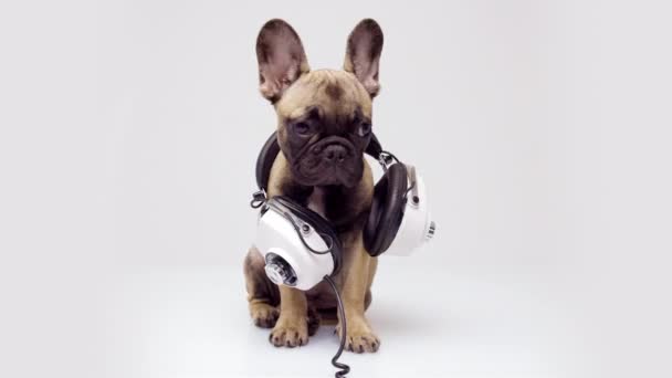 Cachorrinho buldogue francês com fones de ouvido em torno do pescoço — Vídeo de Stock