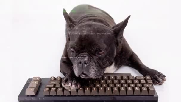 コンピュータキーボードを持つ子犬のハッカー — ストック動画