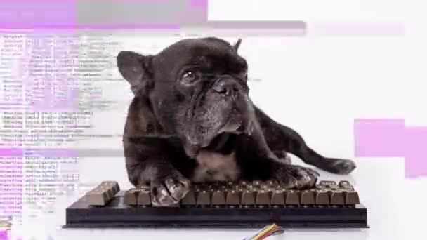 Puppy hacker com teclado de computador — Vídeo de Stock