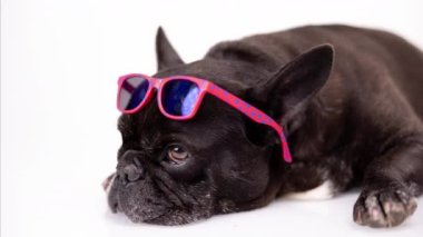 Kafasına pembe güneş gözlüğü takmış Fransız bulldog.