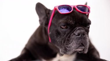 Kafasına pembe güneş gözlüğü takmış Fransız bulldog.
