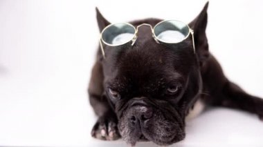 Fransız bulldog kafasına yuvarlak güneş gözlüğü takıyor.