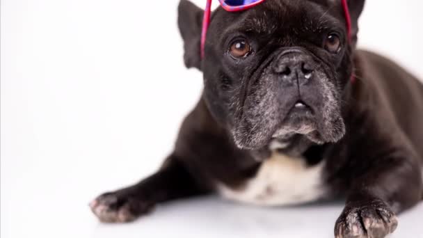 Bulldog Perancis mengenakan kacamata merah muda di kepalanya. — Stok Video