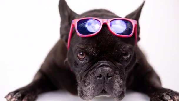 Kafasına pembe güneş gözlüğü takmış Fransız bulldog. — Stok video