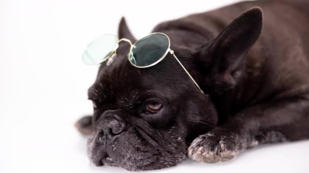 Franse bulldog draagt een ronde zonnebril op zijn hoofd — Stockvideo