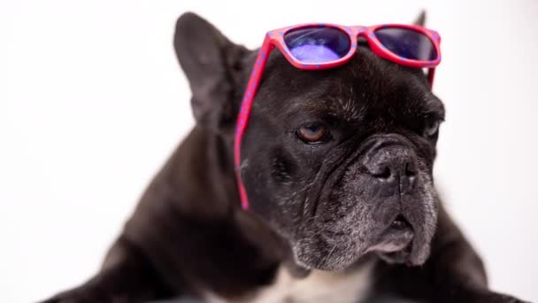 Französische Bulldogge mit rosa Sonnenbrille auf dem Kopf — Stockvideo