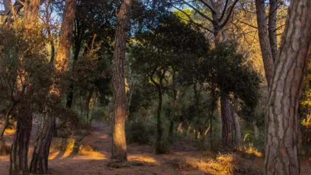 Timelapse foresta con ombre di passaggio — Video Stock