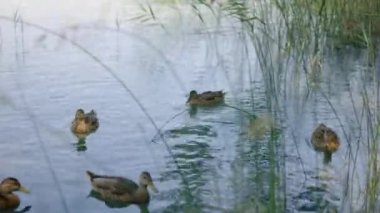 Katalonya 'daki Banyoles Gölü' ndeki ördekler, İspanya