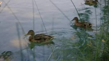 Katalonya 'daki Banyoles Gölü' ndeki ördekler, İspanya