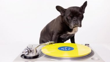 DJ Fransız Buldog plakları çalıyor 