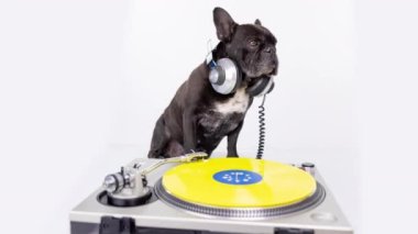 DJ Fransız Buldog plakları çalıyor 