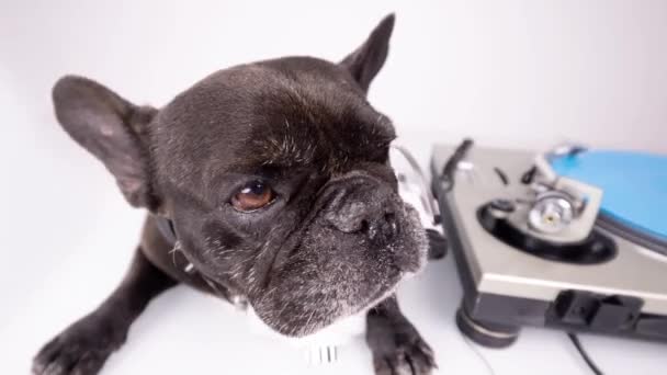 DJ french bulldog playing records — Stock Video