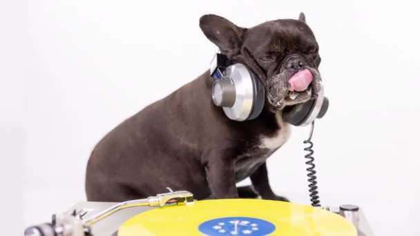 DJ Französische Bulldogge spielt Platten 