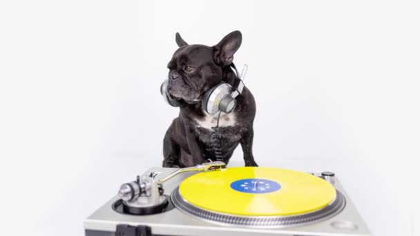 DJ french bulldog playing records — Stock Video