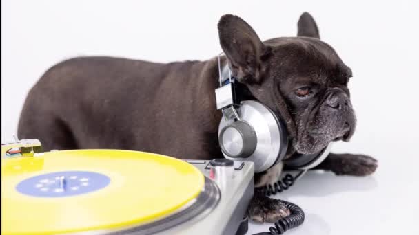 DJ французский бульдог играет пластинки — стоковое видео