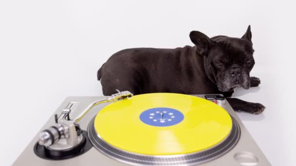 DJ французский бульдог играет пластинки — стоковое видео
