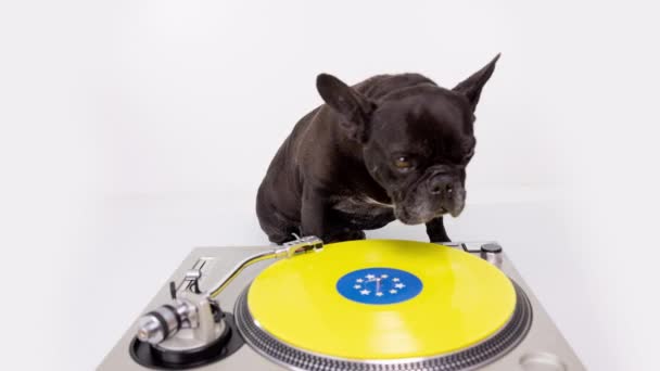 DJ Fransk bulldog spiller plater – stockvideo