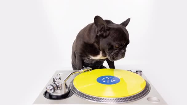 DJ Fransız Buldog plakları çalıyor — Stok video