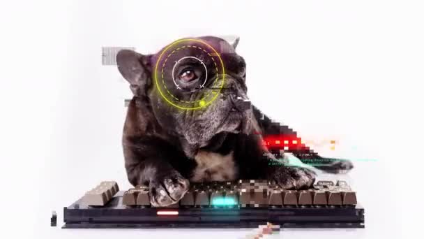 Cachorro hacker con teclado de ordenador — Vídeo de stock