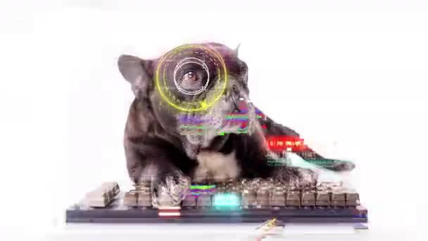 Puppy hacker met computer toetsenbord — Stockvideo