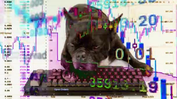 Comerciante de acciones de cachorro con teclado informático — Vídeo de stock