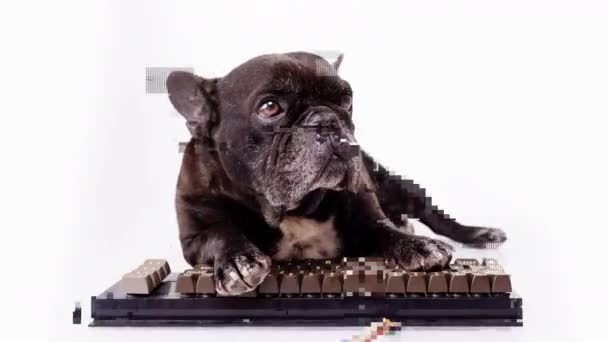 Puppy hacker with computer keyboard — Stock Video