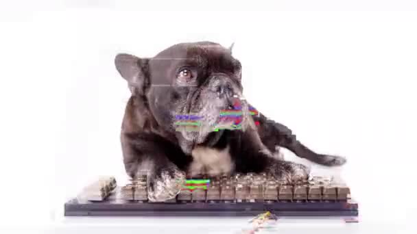 Puppy hacker with computer keyboard — Stock Video